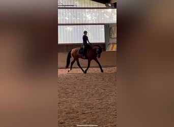 Andalusier, Hengst, 5 Jahre, 168 cm, Brauner