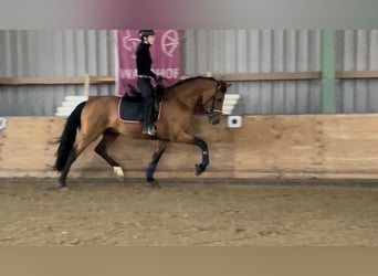 Andalusier, Hengst, 5 Jahre, 168 cm, Brauner