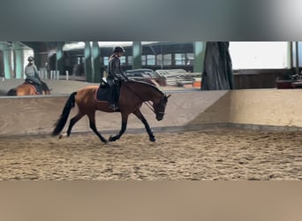 Andalusier, Hengst, 5 Jahre, 168 cm, Brauner