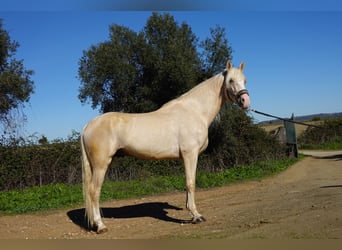 Andalusier, Hengst, 5 Jahre, 170 cm, Palomino