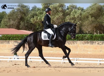 Andalusier, Hengst, 5 Jahre, 170 cm, Rappe