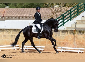 Andalusier, Hengst, 5 Jahre, 170 cm, Rappe