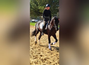 Andalusier, Hengst, 5 Jahre, 170 cm, Rappe