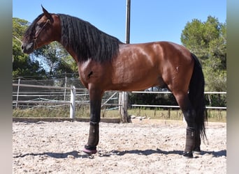 Andalusier, Hengst, 5 Jahre, 179 cm, Brauner