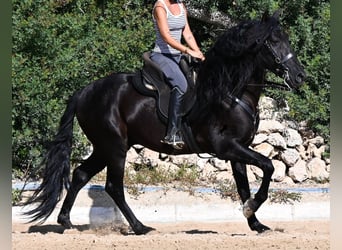 Andalusier, Hengst, 5 Jahre, Rappe