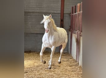 Andalusiër, Hengst, 6 Jaar, 150 cm, Cremello