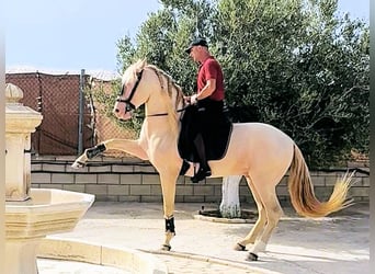 Andalusiër, Hengst, 6 Jaar, 157 cm, Cremello