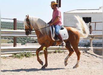 Andalusiër, Hengst, 6 Jaar, 158 cm, Palomino