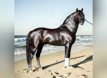 Andalusiër, Hengst, 6 Jaar, 159 cm, Zwart