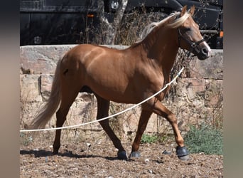 Andalusiër, Hengst, 6 Jaar, 160 cm, Palomino