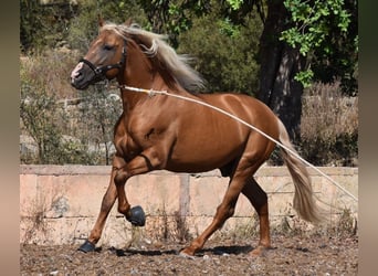 Andalusiër, Hengst, 6 Jaar, 160 cm, Palomino
