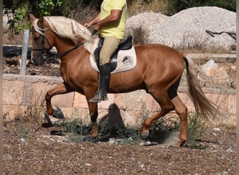 Andalusiër, Hengst, 6 Jaar, 160 cm, Palomino