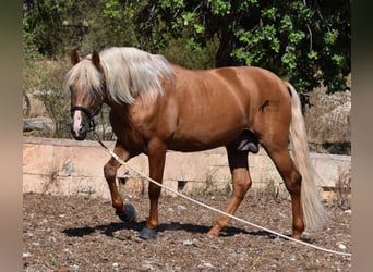 Andalusiër, Hengst, 6 Jaar, 160 cm, Palomino