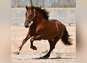 Andalusiër, Hengst, 6 Jaar, 160 cm, Vos