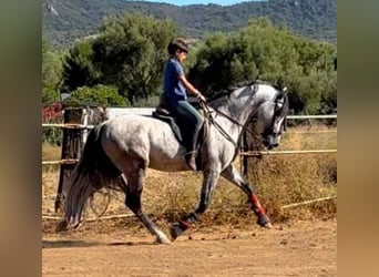 Andalusiër, Hengst, 6 Jaar, 162 cm, Appelschimmel