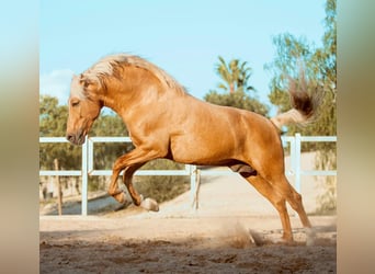 Andalusiër, Hengst, 6 Jaar, 163 cm, Palomino