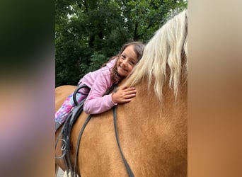 Andalusiër, Hengst, 6 Jaar, 163 cm, Palomino