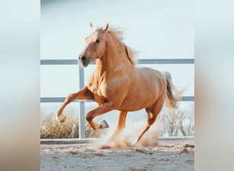 Andalusiër, Hengst, 6 Jaar, 163 cm, Palomino