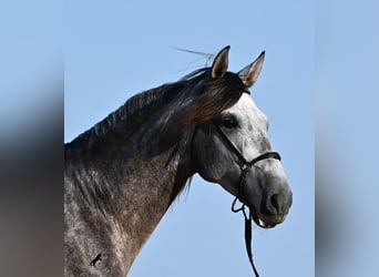 Andalusiër, Hengst, 6 Jaar, 165 cm, Schimmel