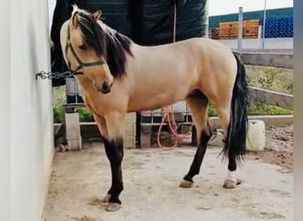 Andalusiër, Hengst, 6 Jaar, 166 cm, Buckskin