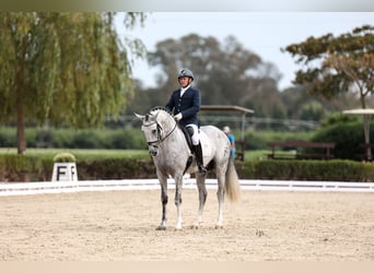 Andalusiër, Hengst, 6 Jaar, 166 cm, Schimmel