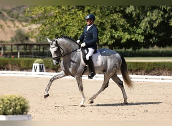 Andalusiër, Hengst, 6 Jaar, 166 cm, Schimmel