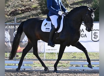 Andalusiër, Hengst, 6 Jaar, 167 cm, Donkerbruin