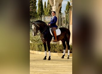 Andalusiër, Hengst, 6 Jaar, 170 cm, Blauwschimmel