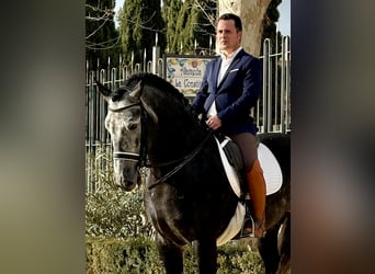 Andalusiër, Hengst, 6 Jaar, 170 cm, Blauwschimmel