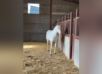 Andalusier, Hengst, 6 Jahre, 150 cm, Cremello