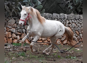 Andalusier, Hengst, 6 Jahre, 153 cm, Perlino