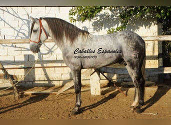 Andalusier, Hengst, 6 Jahre, 156 cm, Schimmel