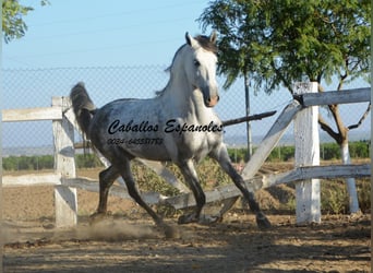 Andalusier, Hengst, 6 Jahre, 156 cm, Schimmel