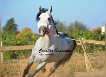 Andalusier, Hengst, 6 Jahre, 156 cm, Schimmel