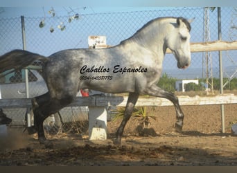 Andalusier, Hengst, 6 Jahre, 156 cm, Schimmel