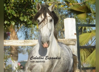Andalusier, Hengst, 6 Jahre, 156 cm, Schimmel