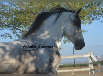 Andalusier, Hengst, 6 Jahre, 156 cm, Schimmel