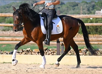 Andalusier, Hengst, 6 Jahre, 157 cm, Brauner
