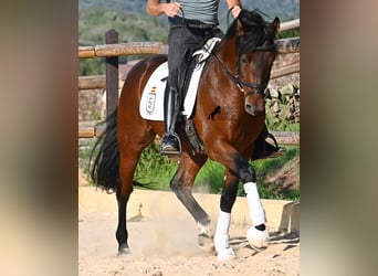 Andalusier, Hengst, 6 Jahre, 157 cm, Brauner