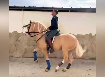 Andalusier, Hengst, 6 Jahre, 157 cm, Palomino