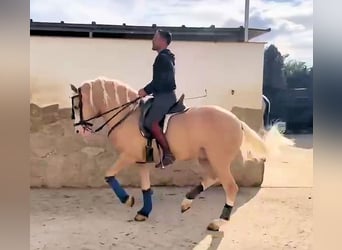 Andalusier, Hengst, 6 Jahre, 157 cm, Palomino