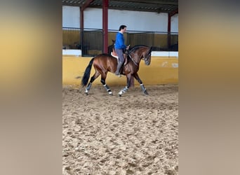 Andalusier, Hengst, 6 Jahre, 157 cm, Rotbrauner