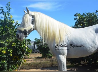 Andalusier, Hengst, 6 Jahre, 157 cm, Schimmel