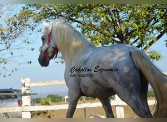 Andalusier, Hengst, 6 Jahre, 157 cm, Schimmel