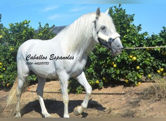 Andalusier, Hengst, 6 Jahre, 157 cm, Schimmel