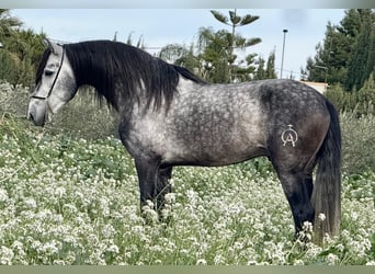 Andalusier, Hengst, 6 Jahre, 160 cm, Apfelschimmel