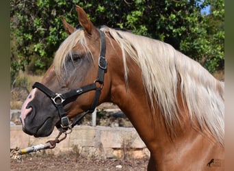 Andalusier, Hengst, 6 Jahre, 160 cm, Palomino