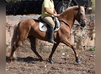 Andalusier, Hengst, 6 Jahre, 160 cm, Palomino