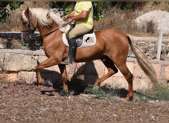 Andalusier, Hengst, 6 Jahre, 160 cm, Palomino