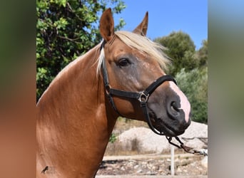 Andalusier, Hengst, 6 Jahre, 160 cm, Palomino